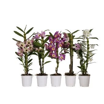 Kambarinis augalas, orchidėja "Dendrobis", 1-2 šakos, vazonėlio skersmuo 12 cm.
