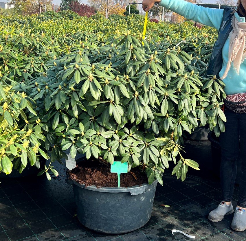 Dekoratyvinis krūmas, rododendras III, įvairūs, vazonas 90 l.