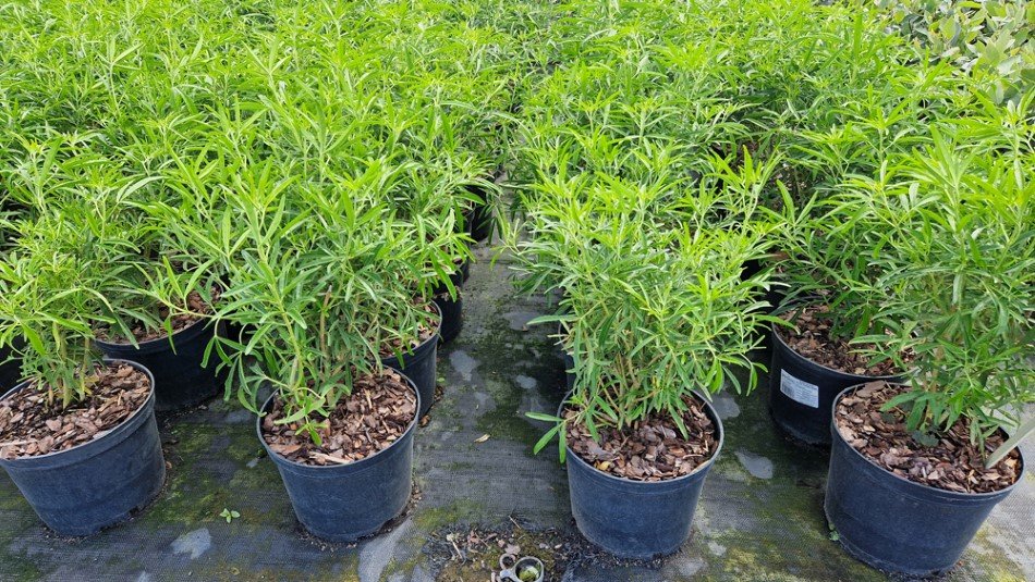 Dekoratyvinis krūmas, Choisya (meksikietiškas apelsinas), vazonas 5 l.