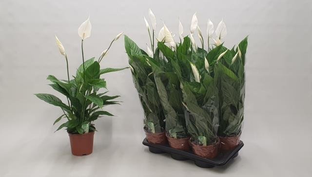 Kambarinis augalas, spatifilis "Verdi", keraminiame vazonėlyje, vazonėlio skersmuo 17 cm.