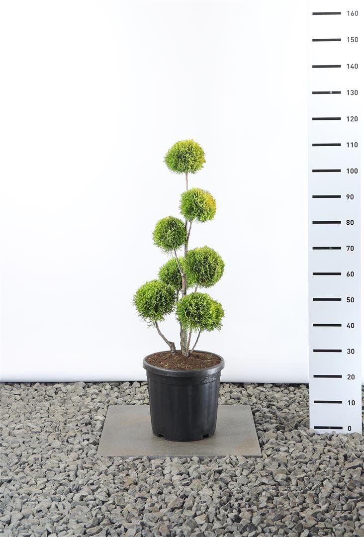 Spygliuotis, tuja vakarinė "Golden Brabant" (Pom Pom), aukštis 60-80 cm., vazonas 20 l.