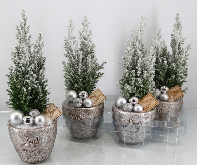 Kambarinis augalas, puskiparisis "Ellwoodii Silver", vazonėlio skersmuo 13 cm.