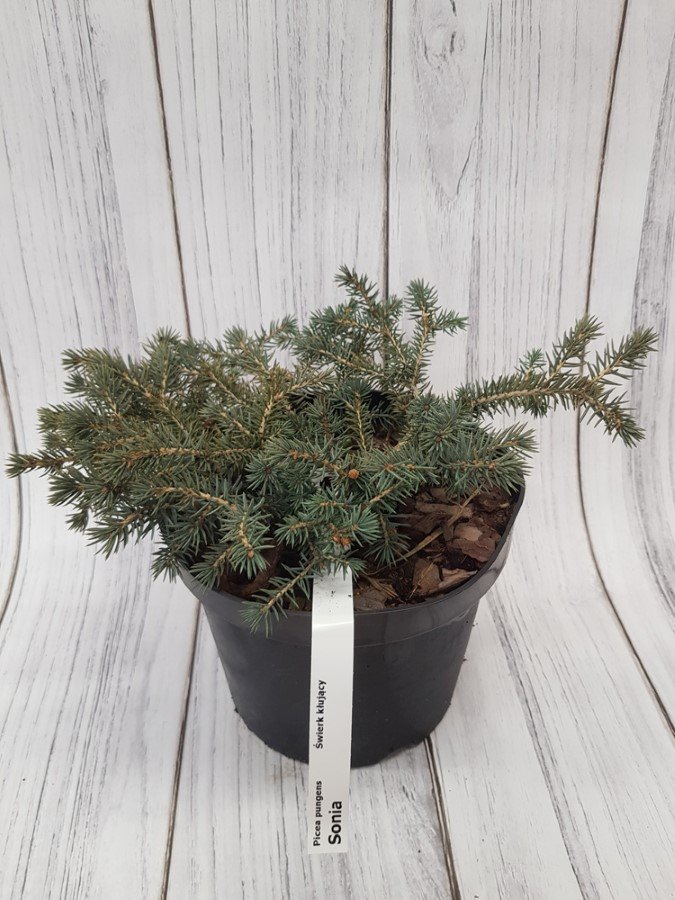 Spygliuotis, eglė dygioji "Sonia", vazonas 3 l.