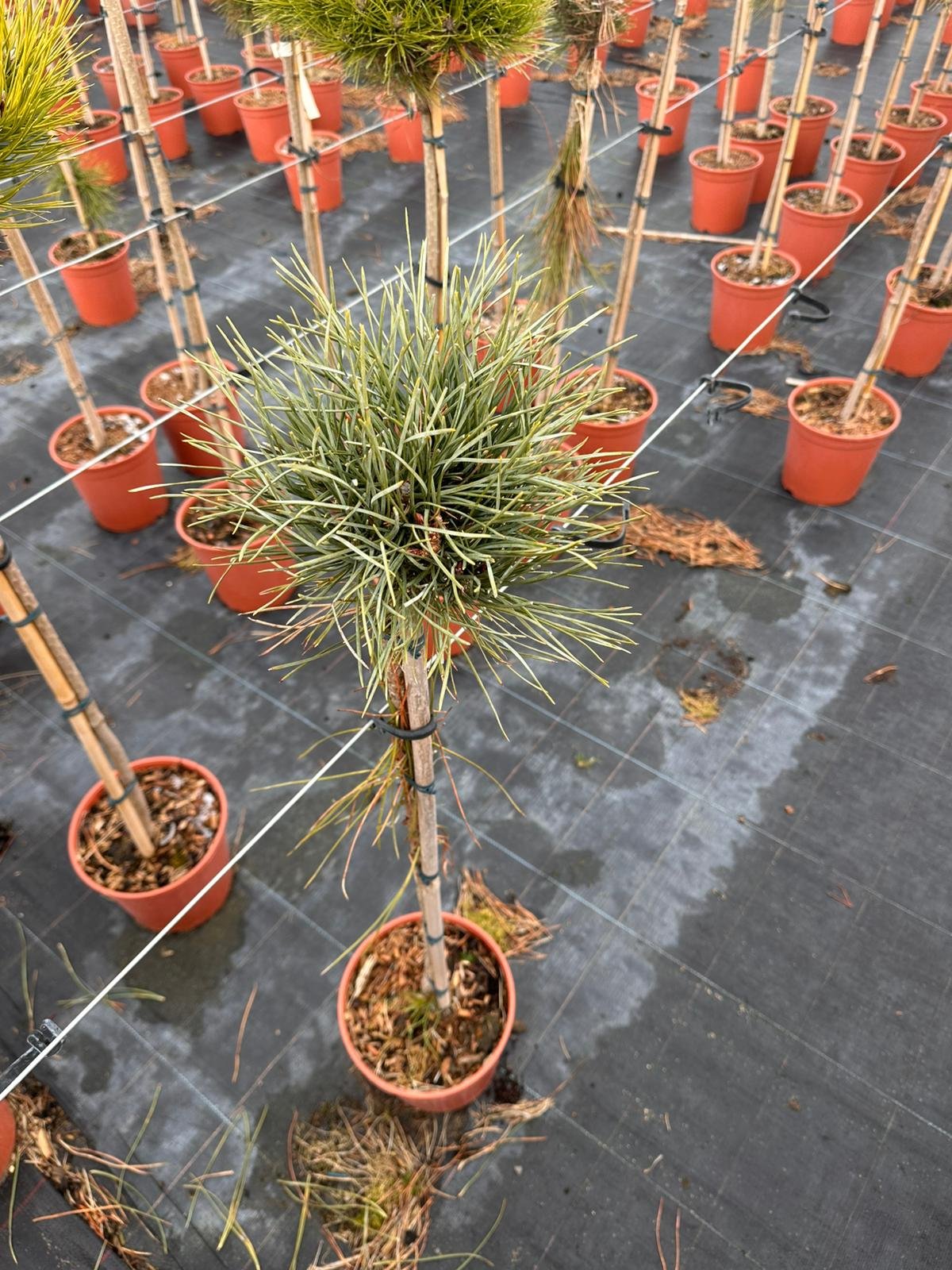 Spygliuotis, pušis paprastoji "Chantry Blue", ant stiebo, vazonėlio skersmuo 23 cm.