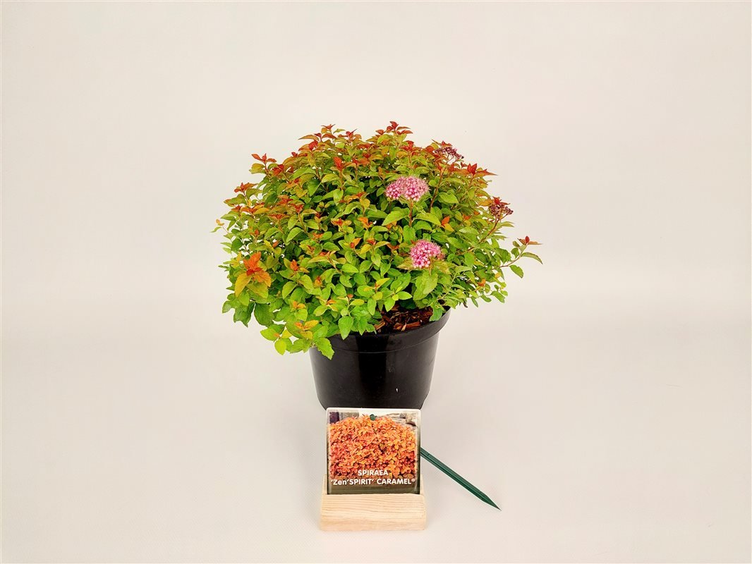 Dekoratyvinis krūmas, lanksva japoninė "Zen Spirit Caramel", vazonas 3 l.