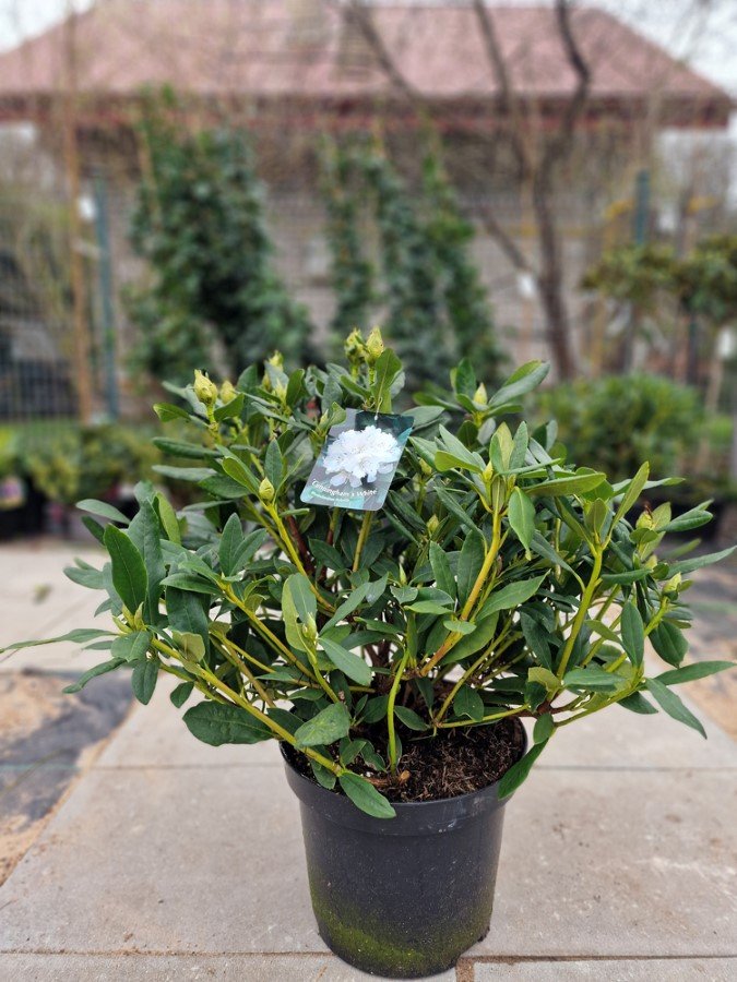 Dekoratyvinis krūmas, rododendras "Cunningham’s White", vazonėlio skersmuo 50 cm.