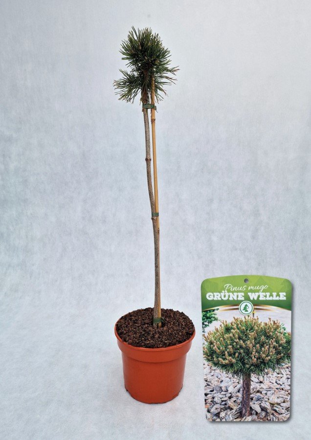 Spygliuotis, pušis kalninė "Grune Welle", vazonas 5 l.