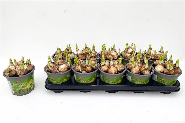 Kambarinis augalas, narcizas "Tete a Tete", vazonėlio skersmuo 12 cm.