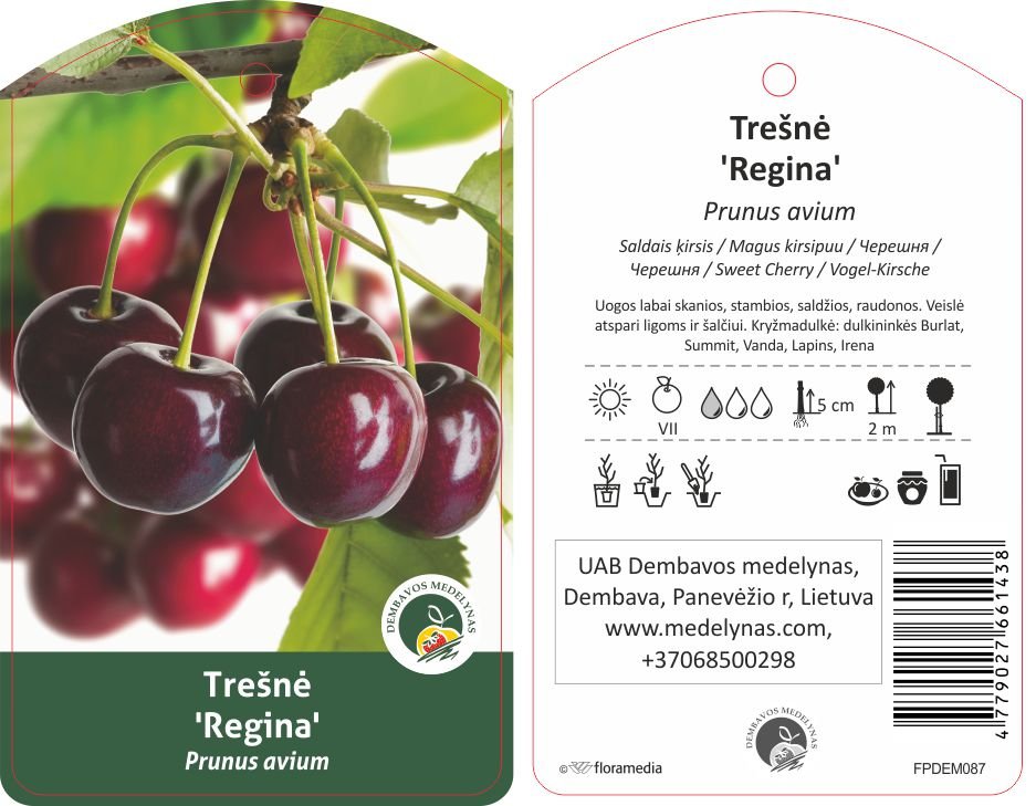 Vaismedis, trešnė "Regina" (Prunus avium)