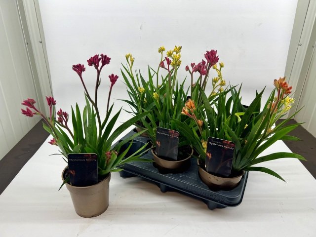 Kambarinis augalas, ožūnis, vazonėlio skersmuo 12 cm.