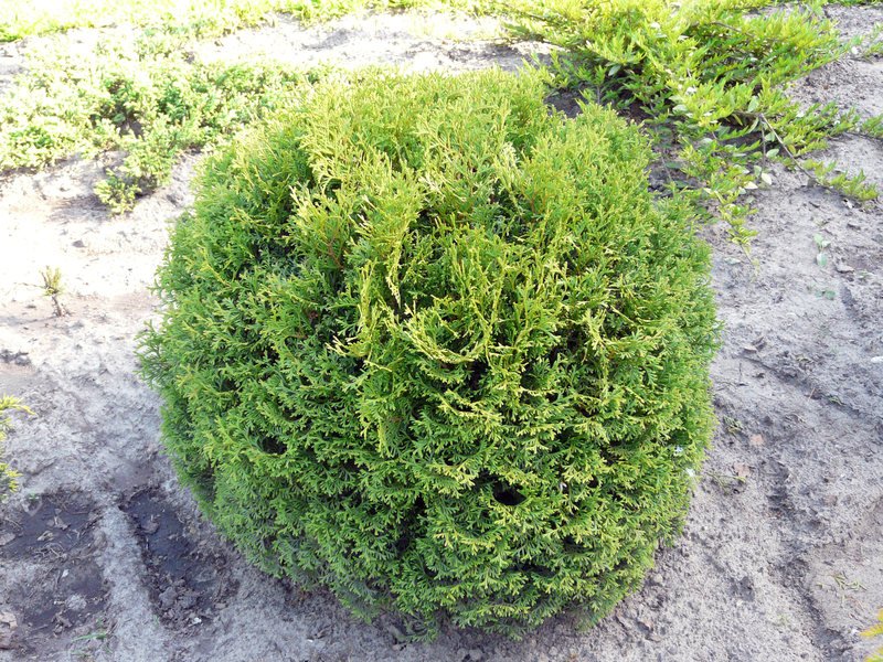 Spygliuotis, tuja vakarinė "Tiny Tim", vazonėlio talpa 2 l.