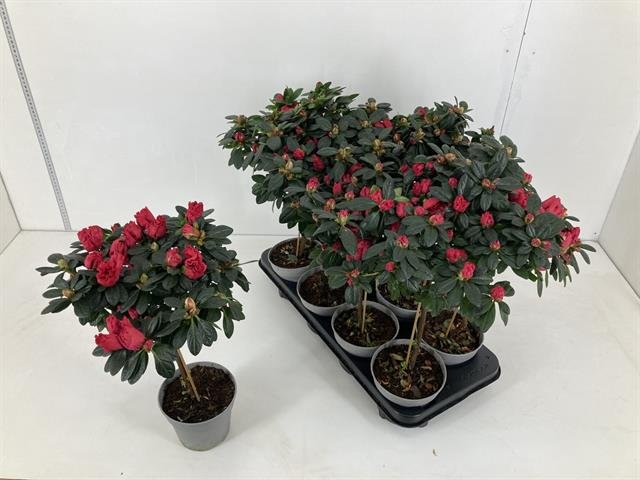 Dekoratyvinis krūmas, rododendras, vazonėlio skersmuo 13 cm.