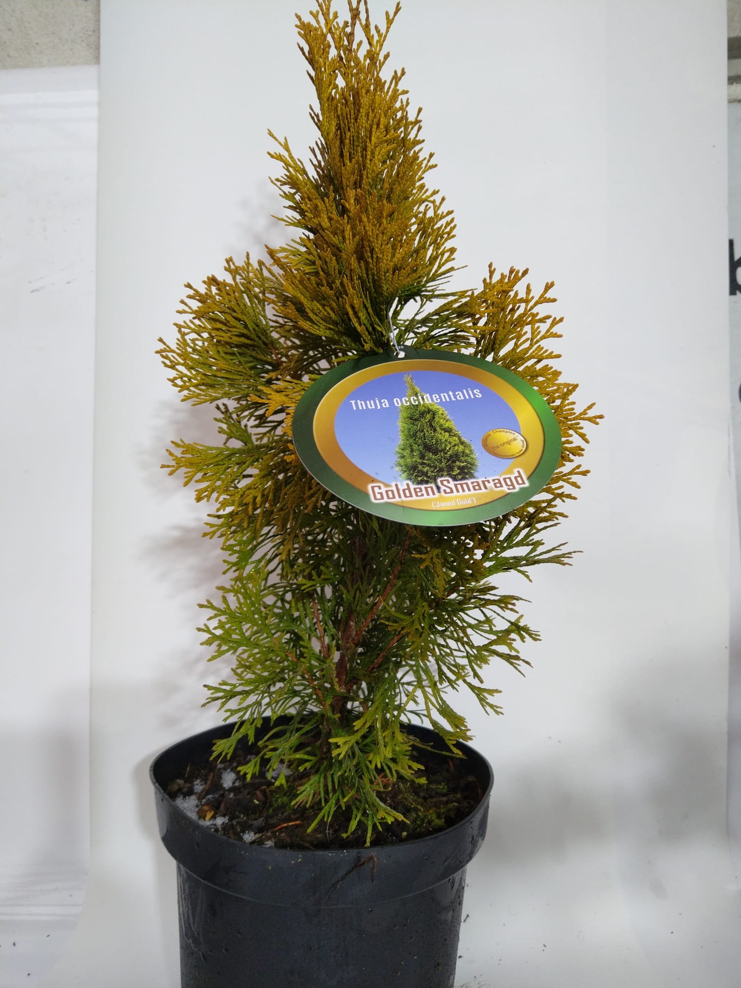 Spygliuotis, tuja vakarinė "Golden Smaragd", vazonas 3 l.