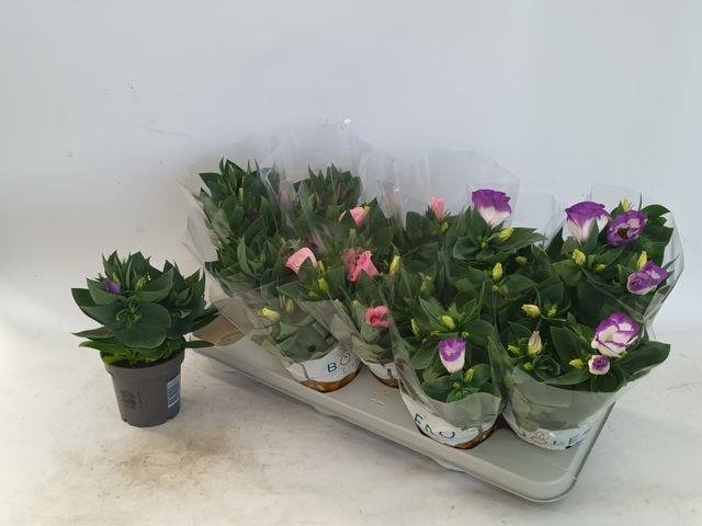 Kambarinis augalas, eustoma, vazonėlio skersmuo 11 cm.