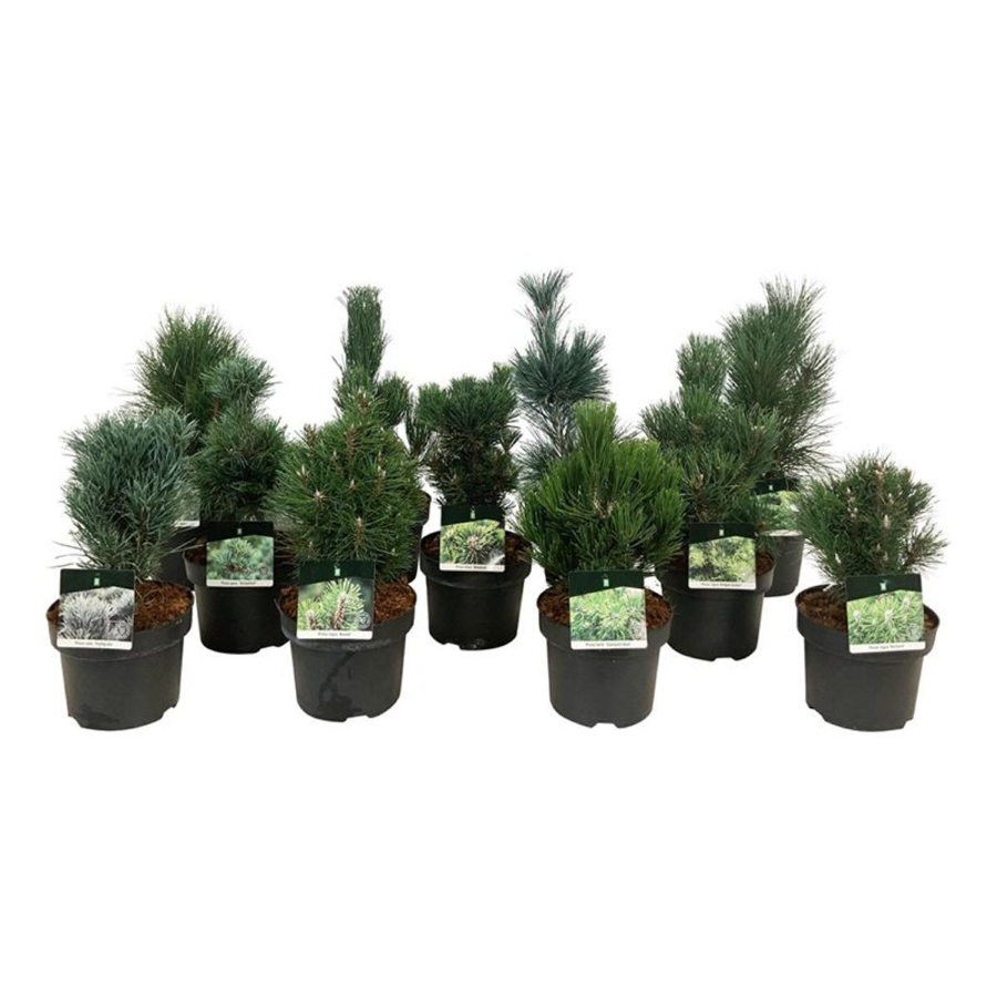 Spygliuotis, pušūnas, aukštis 30-40 cm., vazonas 5 l.
