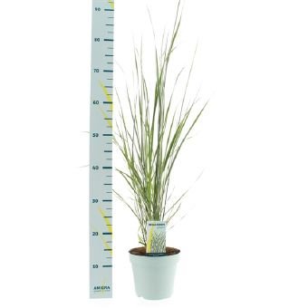 Žolinis augalas, lendrūnas "Overdam", vazono skersmuo 17 cm.