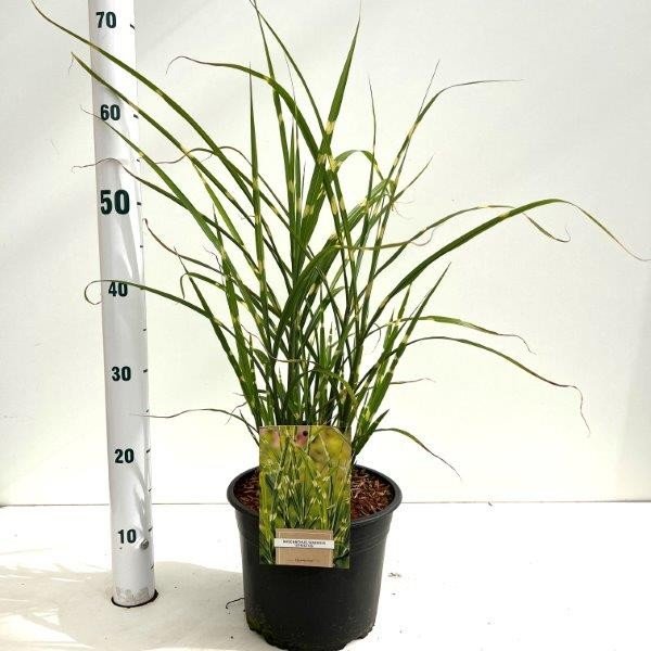 Žolinis augalas, miskantas "Strictus", vazonėlio skersmuo 21 cm.
