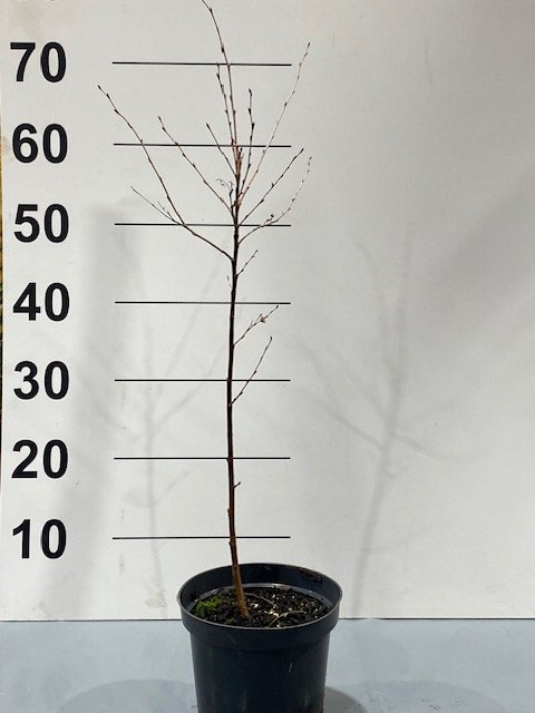 Dekoratyvinis medis, beržas karpotasis, vazonėlio skersmuo 17 cm.