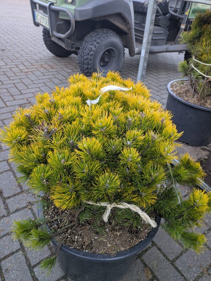 Spygliuotis, pušis kalninė "Little Goldstar", aukštis 80-100 cm., vazonas 40 l.