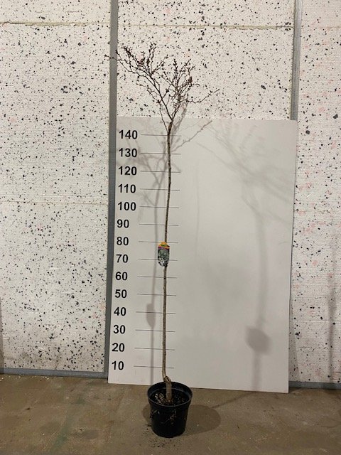 Dekoratyvinis medis, sakura "Kojau-no-mai", vazonėlio skersmuo 21 cm.