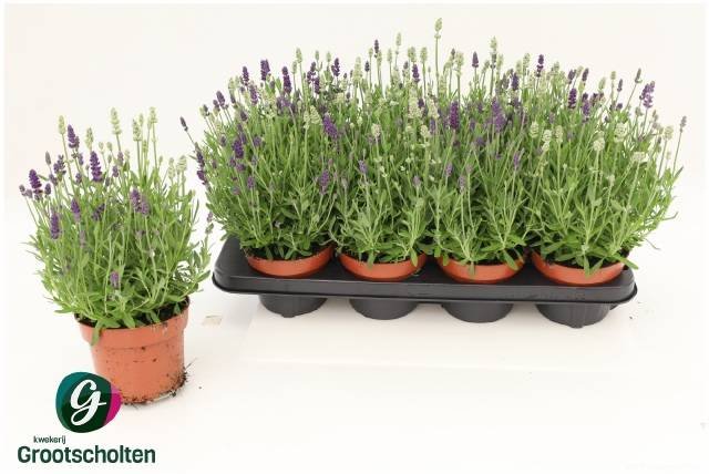 Daugiametė gėlė, levanda "Flirt Gem", vazonėlo skersmuo 13 cm.