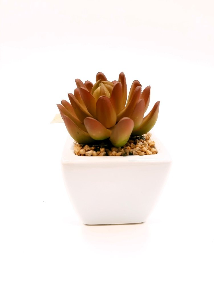 Dirbtinis sukulentas NOVELLY HOME Am-0024, keraminiame vazonėlyje