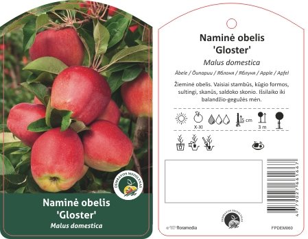 Vaismedis, obelis “Gloster” (Malus domestica)