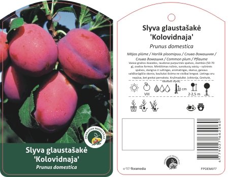 Vaismedis, slyva glaustašakė "Kolovidnaja"