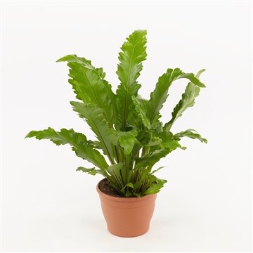 Kambarinis augalas, kalnarūtė "Osaka", vazonėlio skersmuo 12 cm.