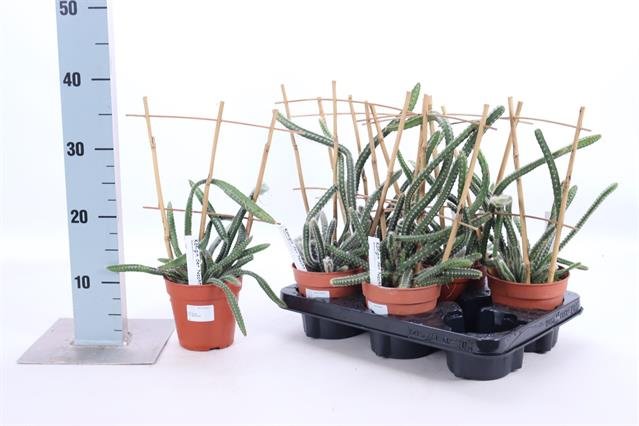 Kambarinis augalas, kaktusas (pailgas), vazonėlio skersmuo 12 cm.