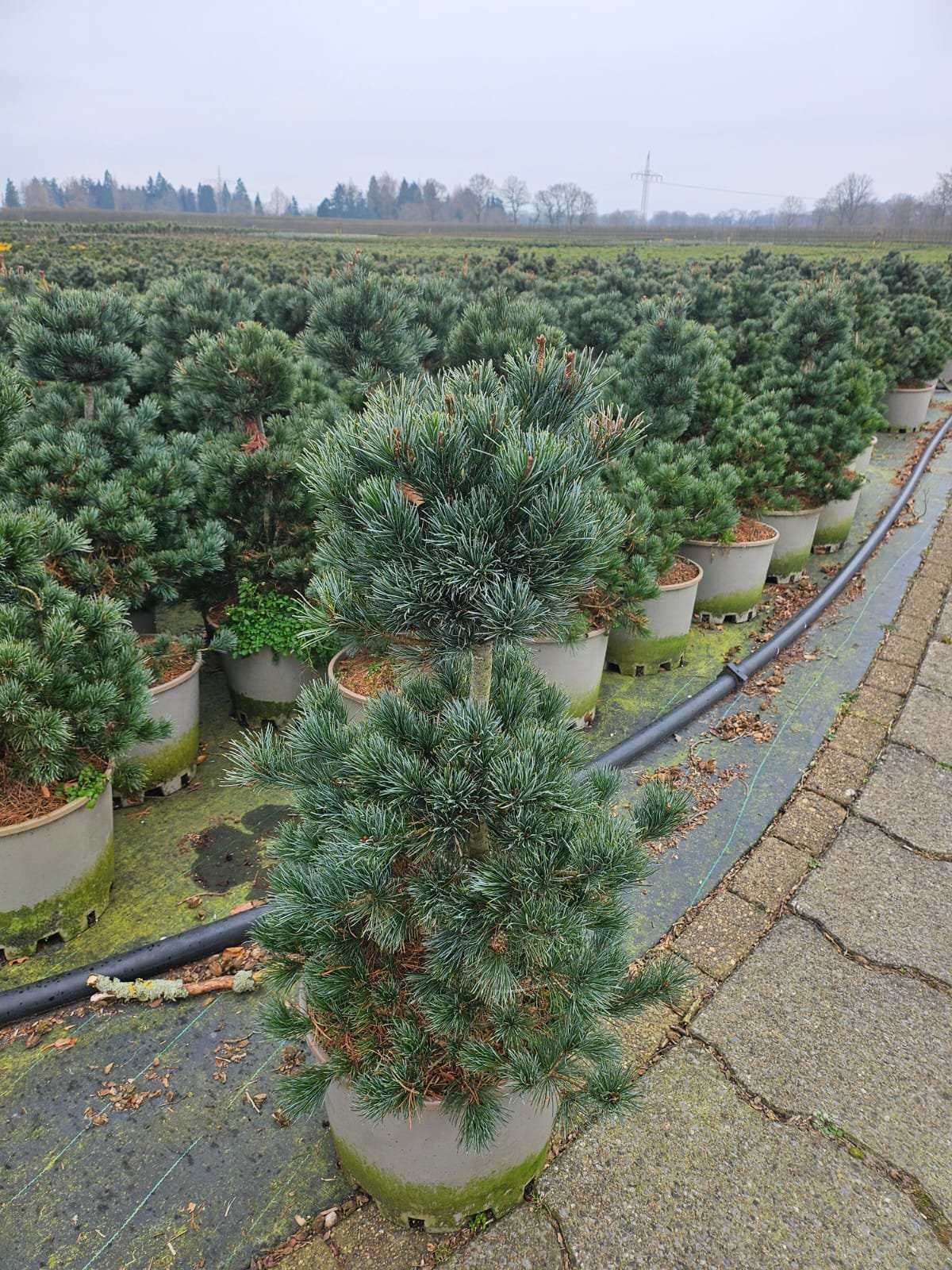 Spygliuotis, pušis smulkiažiedė "Negishi", aukštis 70-80 cm., vazonas 25 l.