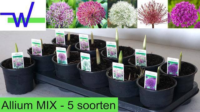 Daugiametė gėlė, česnakas dekoratyvinis, vazonėlio skersmuo 12 cm.