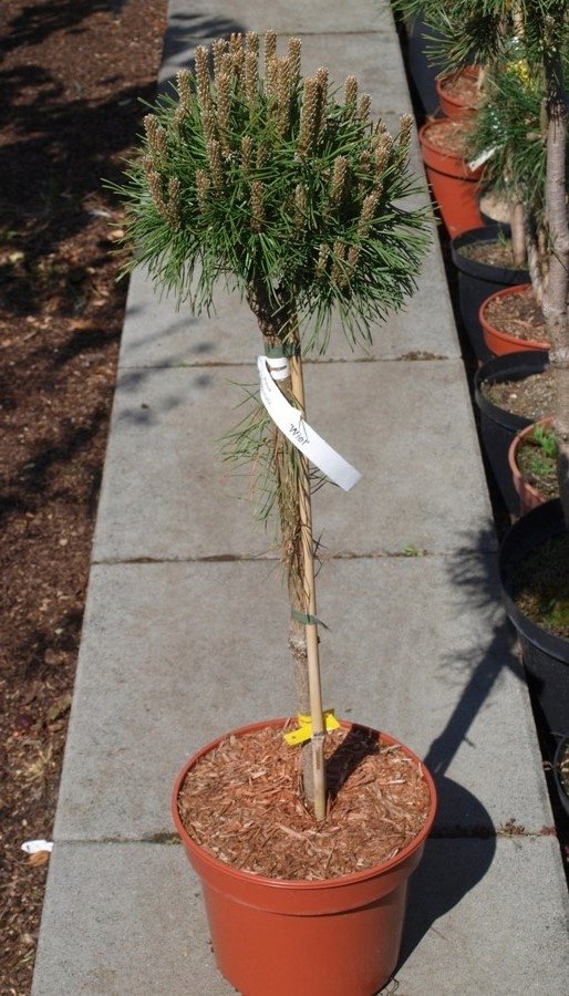 Spygliuotis, pušis kablelinė "Grune Welle", ant stiebo, vazonėlio skersmuo 23 cm.