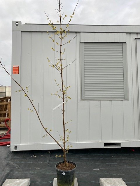 Dekoratyvinis krūmas, sedula geltonžiedė, vazonėlio skersmuo 27 cm.