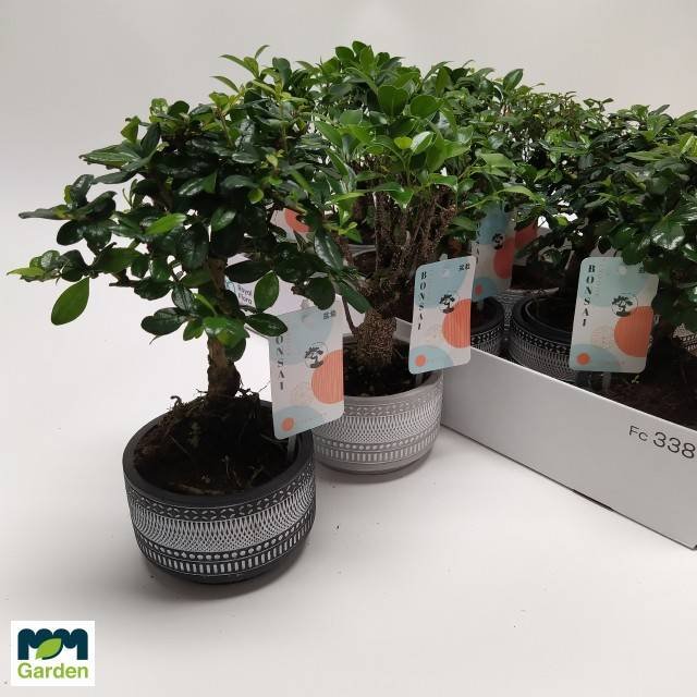 Kambarinis augalas, fikusas (bonsai), vazonėlio skersmuo 12 cm.