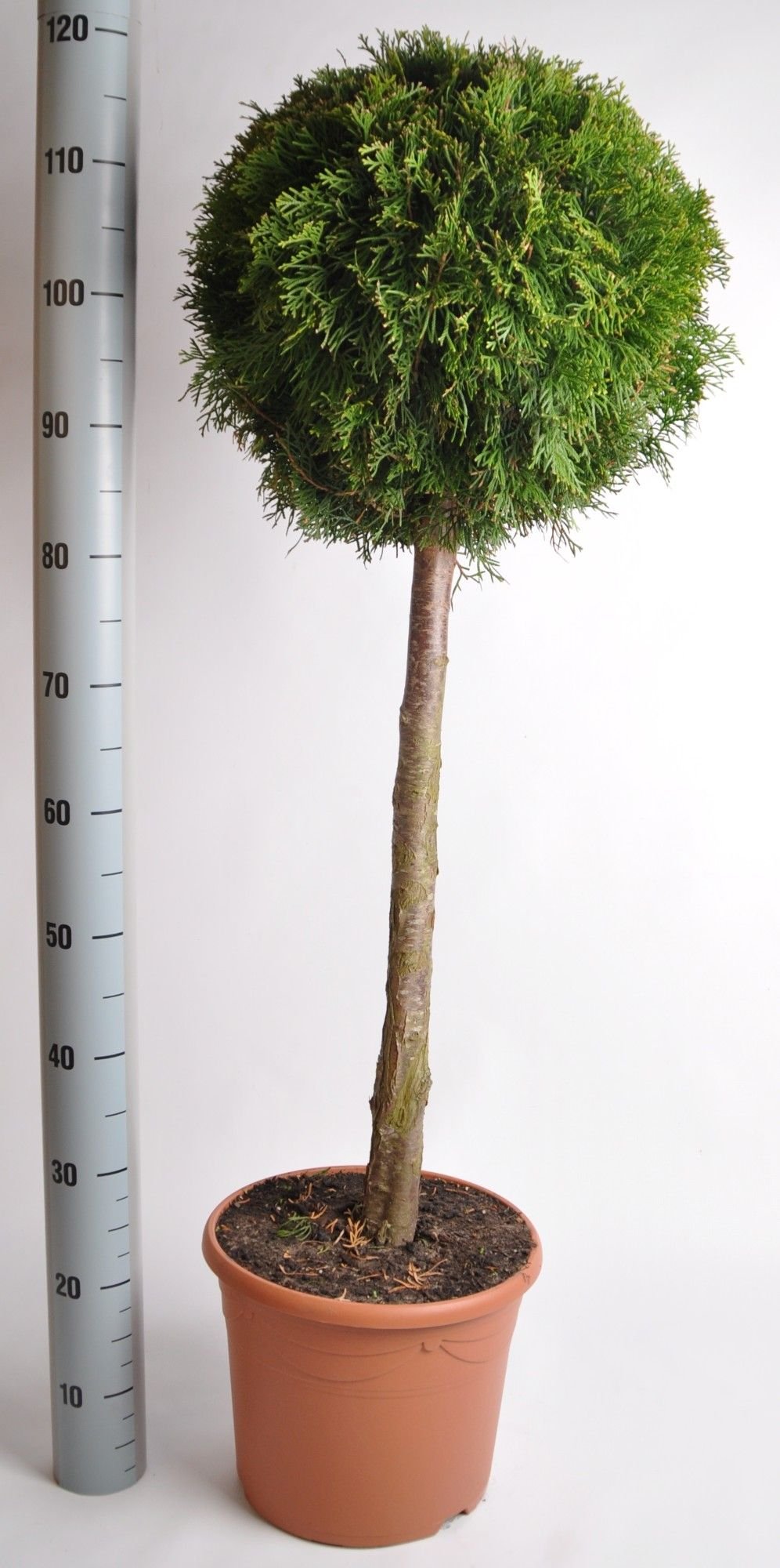 Spygliuotis, tuja vakarinė "Smaragd", ant stiebo, aukštis 60 cm., vazonas 7,5 l.