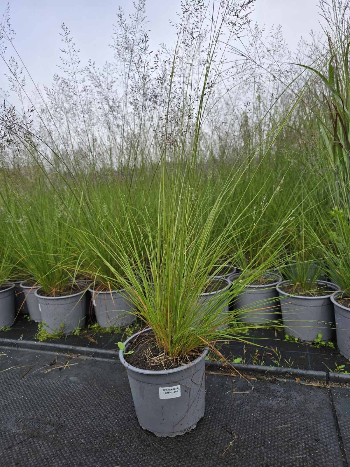 Žolinis augalas, drėbūnas, vazonėlio skersmuo 19 cm.