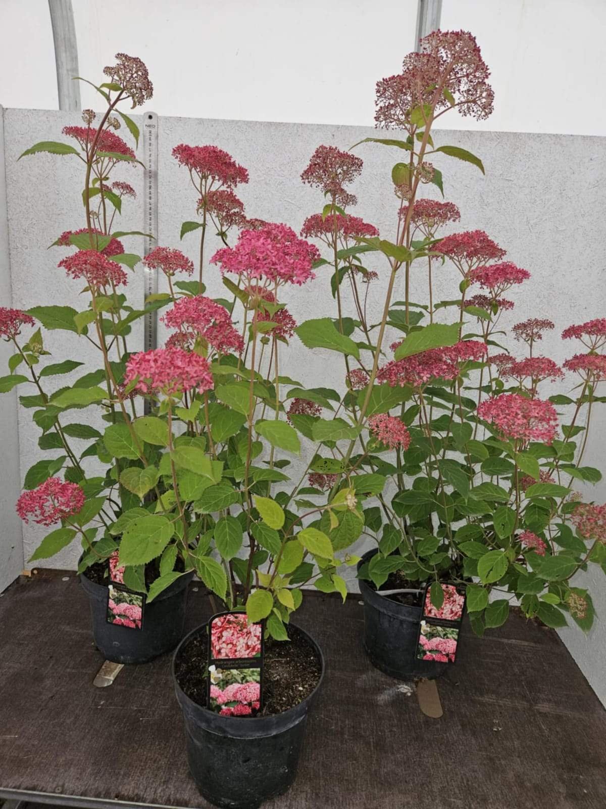 Dekoratyvinis krūmas, hortenzija šviesioji, vazonas 5 l.