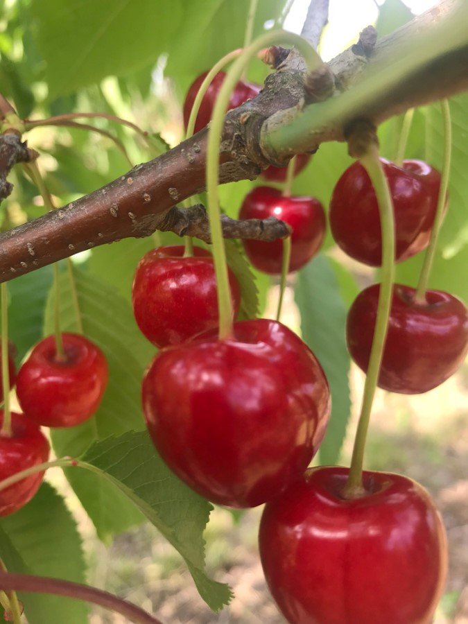 Vaismedis, trešnė “Summit” (Prunus avium)