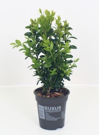 Dekoratyvinis krūmas, paprastasis buksmedis, vazonėlio skersmuo 9 cm.