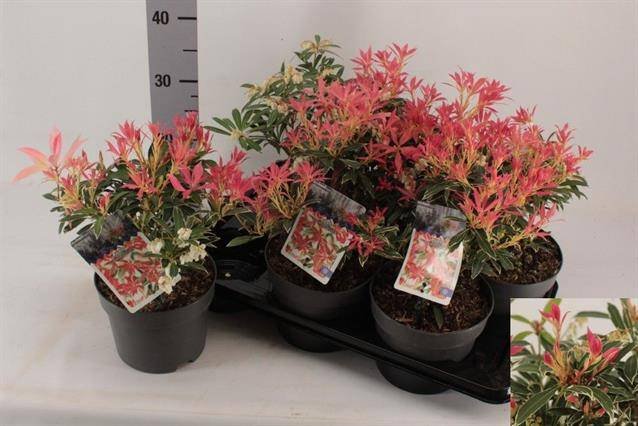 Dekoratyvinis krūmas, bereinutis japoninis "Flaming Silve", vazonėlio skersmuo 17 cm.