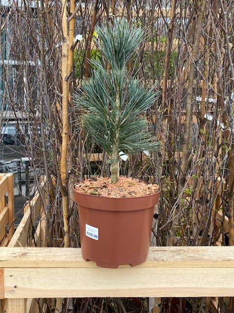 Spygliuotis, pušis dekoratyvinė "Vanderwolfs Pyr", vazonėlio skersmuo 23 cm.