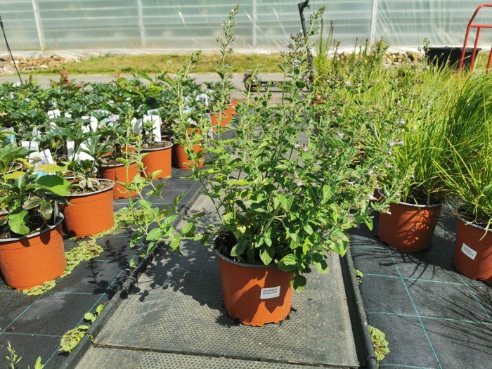 Daugiametė gėlė, girmėtė, vazono skersmuo 15 cm.