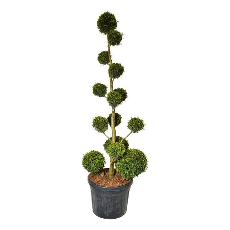 Spygliuotis, tuja vakarinė "Brabant" (Pom Pom), aukštis 175-200 cm., vazonas 90 l.