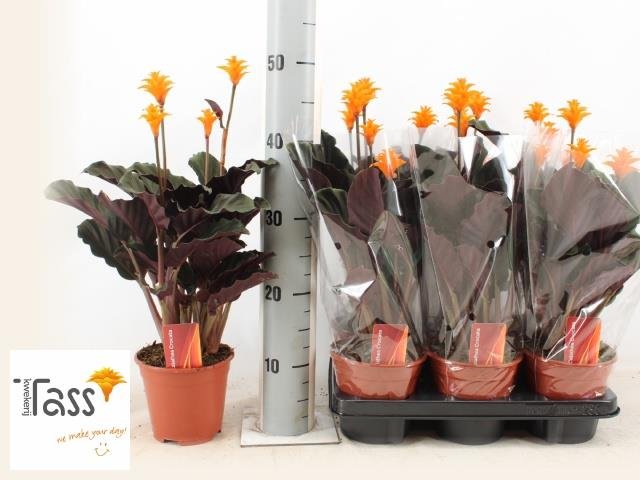 Kambarinis augalas, kalatėja "Crocata", vazonėlio skersmuo 14 cm.