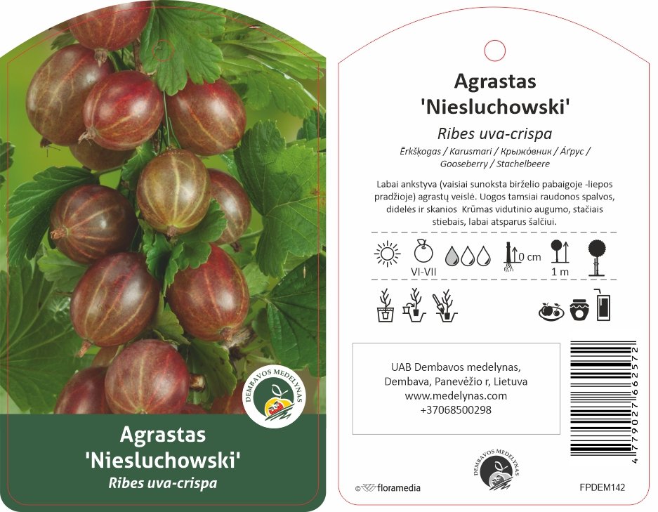 Vaiskrūmis, agrastas "Niesluchowski", ant stiebo