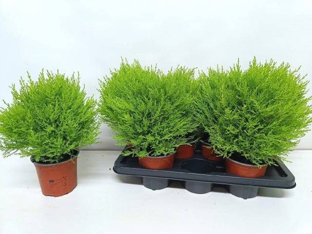 Spygliuotis, kiparisas "Goldc Vormen", vazonėlio skersmuo 14 cm.