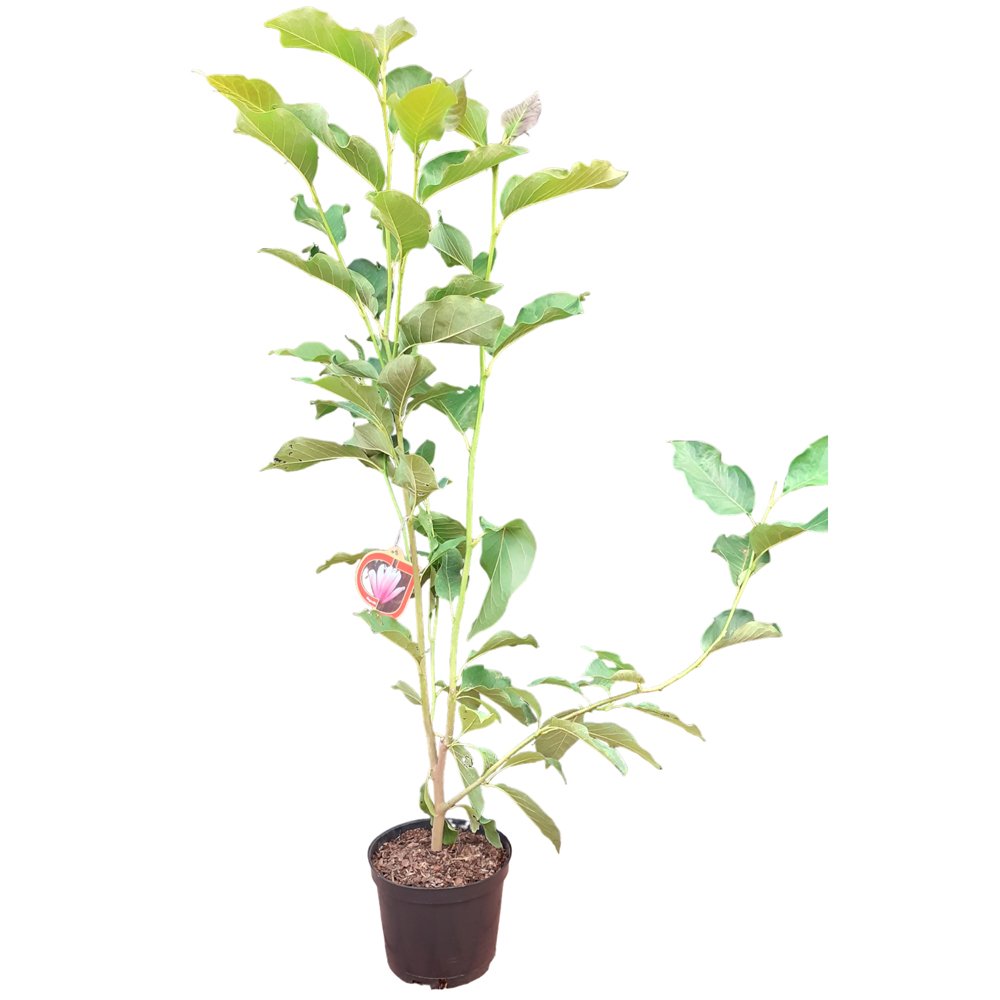 Dekoratyvinis medis, magnolija, įvairios, aukštis 80-120 cm., vazonas 5 l.