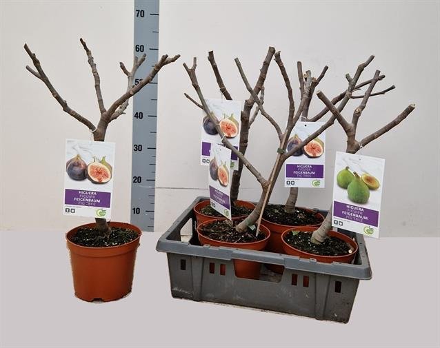 Vaismedis, figa  Carica", vazonėlio skersmuo 17 cm.
