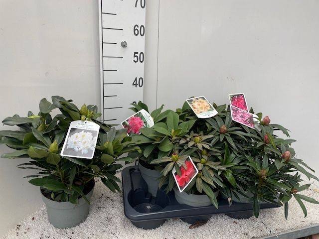 Dekoratyvinis krūmas, rododendras, įvairūs, vazonėlio skersmuo 17 cm.